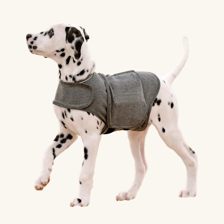 A Dalmatian walking on a beach wearing a grey fitted anxiety vest around its chest and torso.