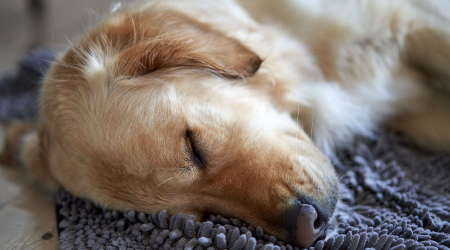 Golden retriever sleeping peacefully on a floor mat.